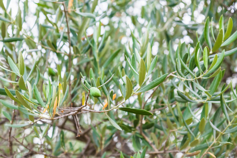 Hoe onderhoud je een olijfboom