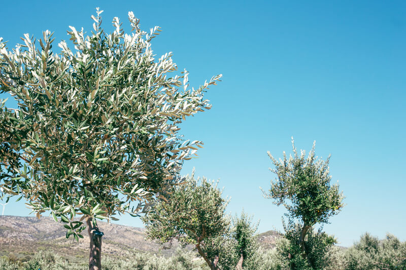 olijfboom verpotten