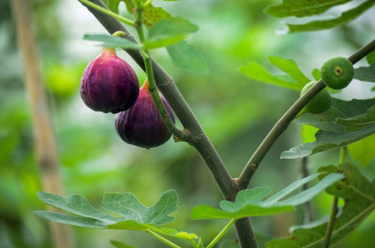 Vijgen Tree Een vijgenboom in de tuin | hoe kun je een vijg verzorgen
