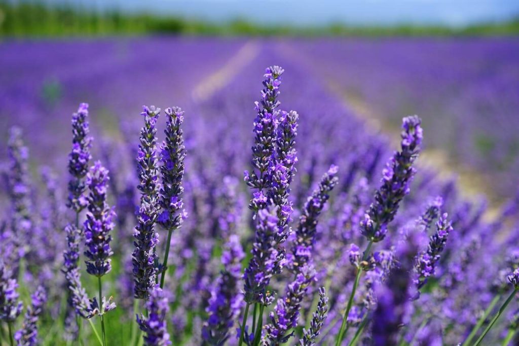 lavendel