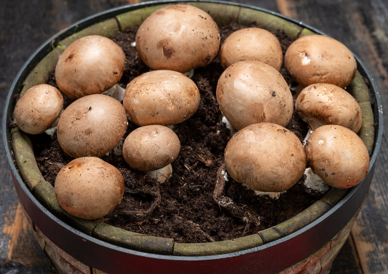 kweken eigen champignons