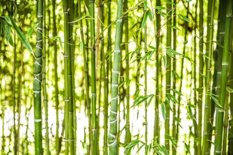 Hoe snel groeit bamboe | snelheid groei bamboe