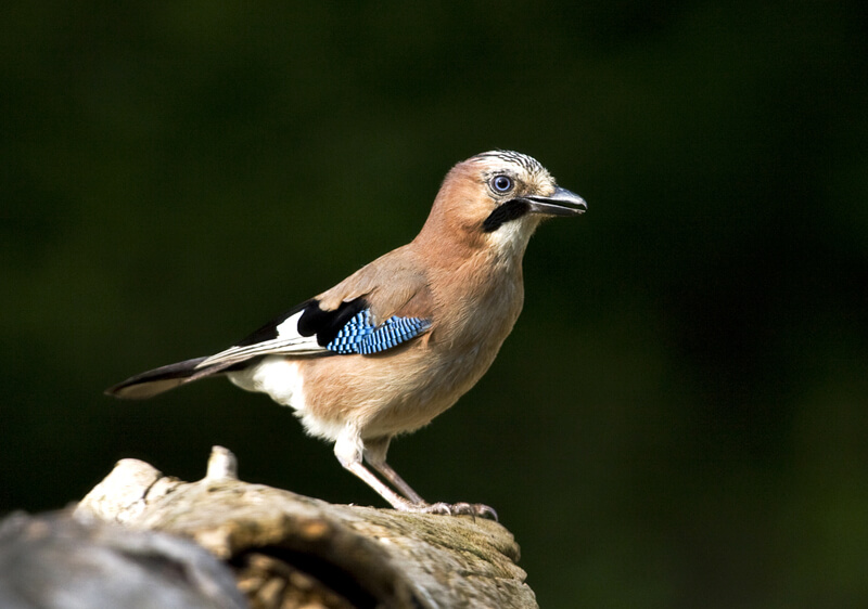vlaamse gaai tuin