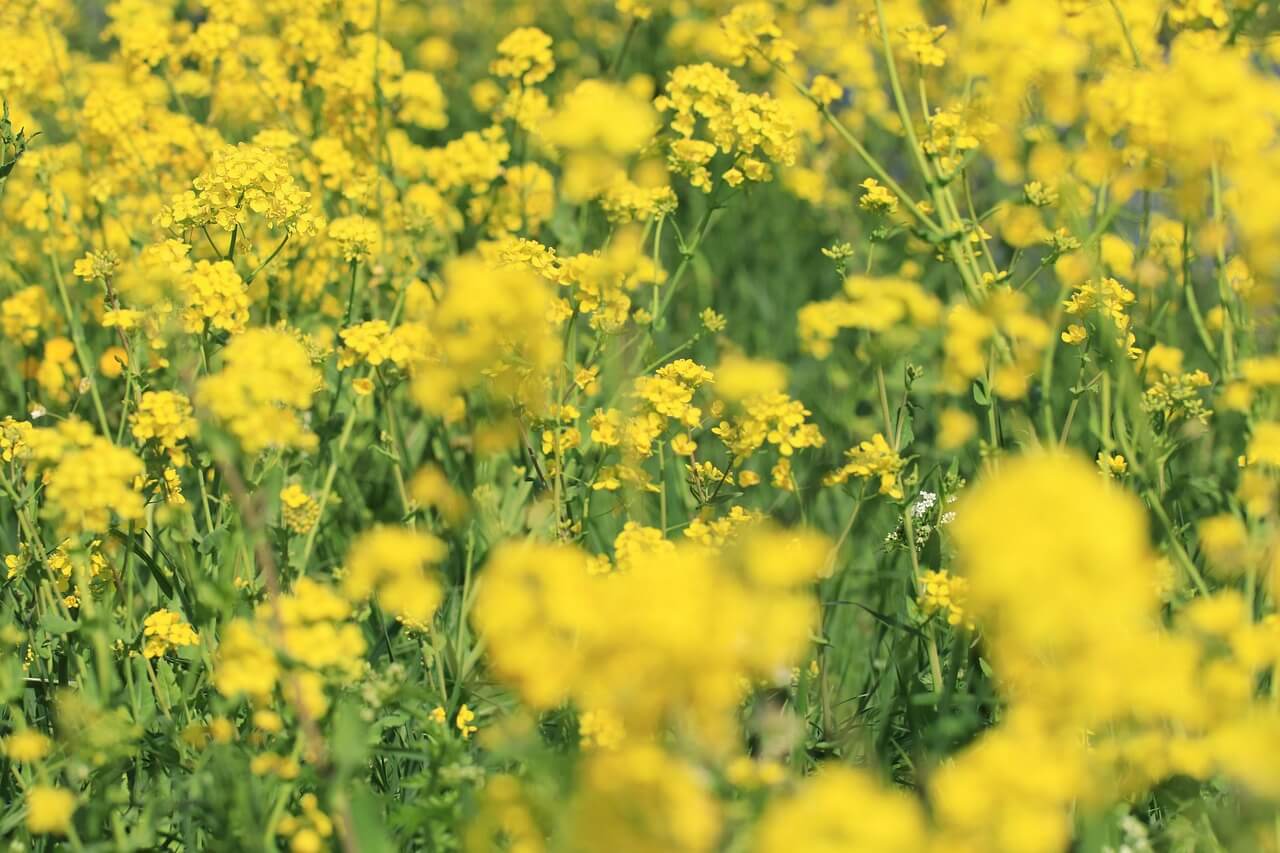 Wilde gele bloemen langs de weg, wat zijn het?