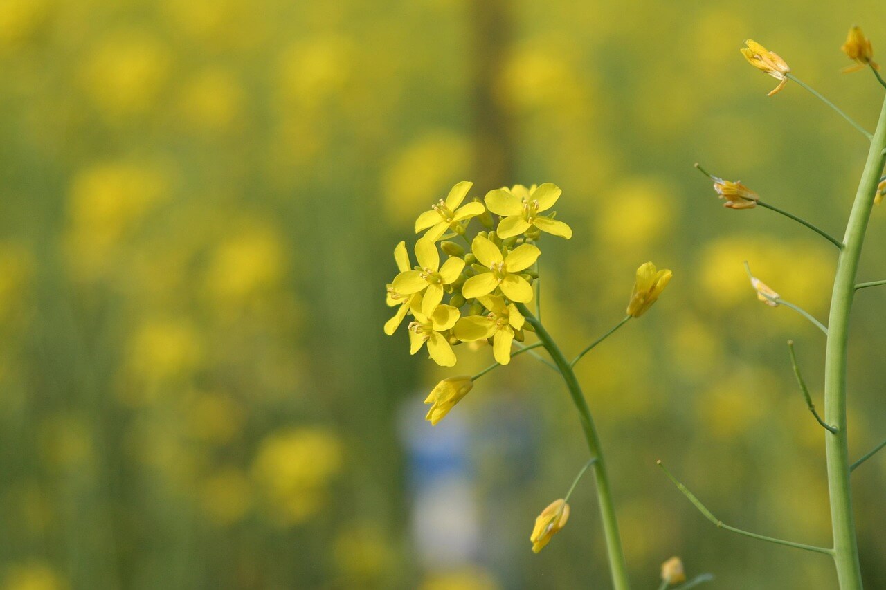 Wilde gele bloemen langs de weg, wat zijn het?