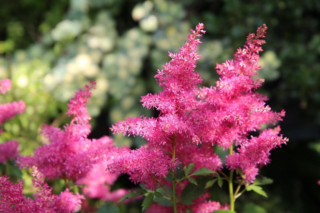 astilbe bloeitijd