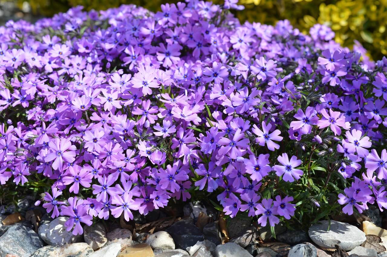 paarse-bloemen-en-paarse-planten-voor-in-de-tuin