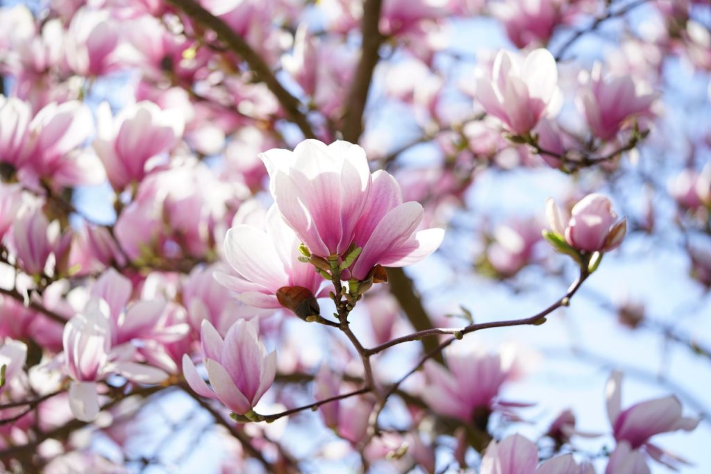 bloeitijd magnolia
