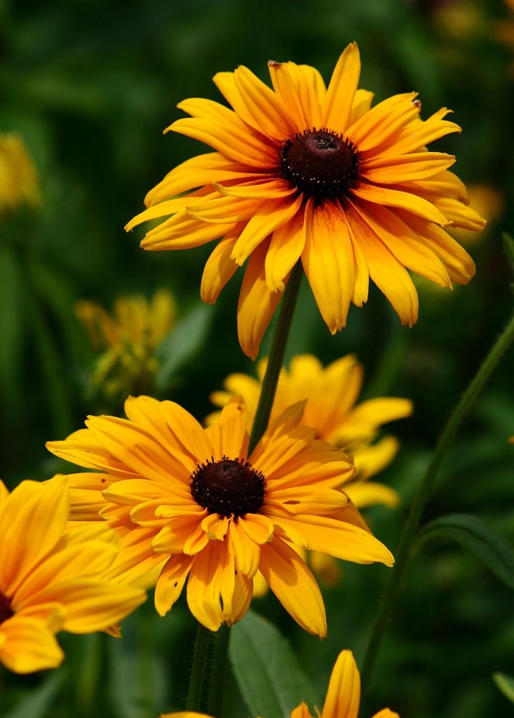 rudbeckia bloeitijd
